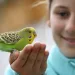 Choosing pet birds for children